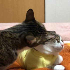 なぜ大丈夫なんだろう？にゃんずの嬉しい事の結末…は。の画像