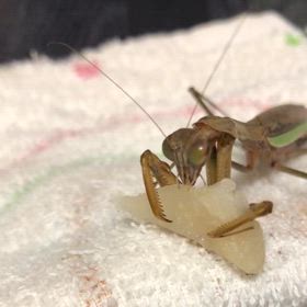 山林火災、動物家族、我が家のカマ母さん。の画像