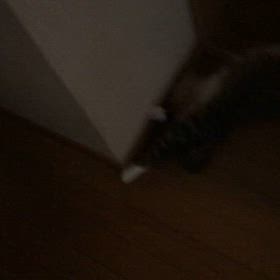 今日のジム活は…やっぱり暑い？暑いにゃーの画像