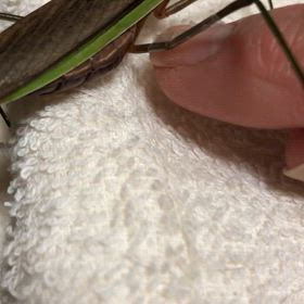 折れた足にテープ貼ってみた！ちなみに私も…の画像