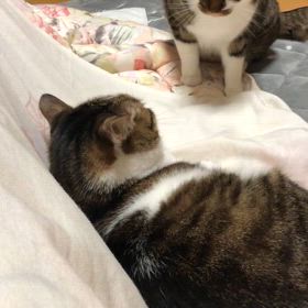 噂が白紙に…今日閉店。スポーツジムの静脈認証。いつもの毛繕い出来ないにゃん動画。の画像