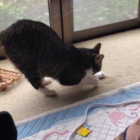 1ヶ月置きっぱ。  気持ちが悪い…頭に大きなコブ。の画像