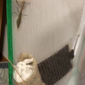 テンション上がるカマ母さん。タバコをやめて…ニコチンが体内からなくなるのか？絶対母には言えないの画像