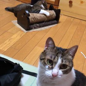 今日のジム活は！にゃにしてるにゃ…まったりにゃんず動画の画像