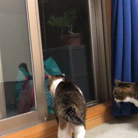 ディズニーシーのお誘いから裏切られた経験が…衝動に駆られる。の画像