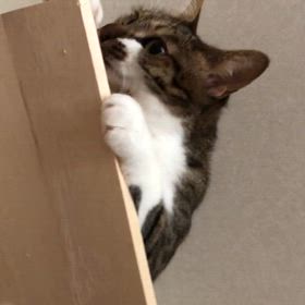 マリーにゃん！めまいを治す方法、左の三半規管の後ろに耳石が…嘘のように治った。の画像