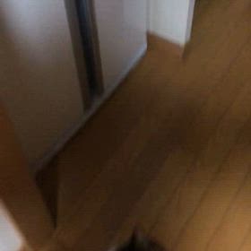 支度がはかどらない…ふたにゃん取っ組み合い動画。の画像