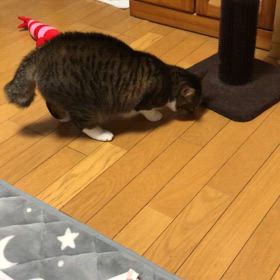 遺言書…車を所持する事になりましたが厄介か？エキサイトマリーにゃん動画の画像