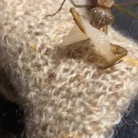 お腹いっぱい食べたカマ母さんのその後…の画像