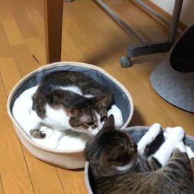 これ以上追うのはやめておきます。の画像