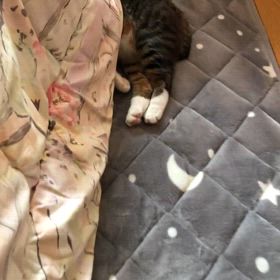 こたつつけたら暑かった？マリーにゃん頭隠して尻隠さず。今日のジム活は…の画像