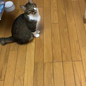 ジム日4時間目、夕方の  仕事は0歳児,可愛いマリーちゃんのごはん要求動画。の画像