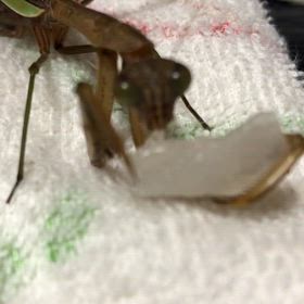 やっぱりホタテが好き！我が家のカマ母さん食後は綺麗にカマ掃除の画像