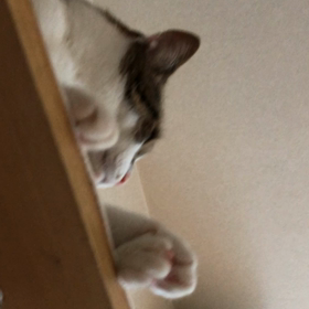 スポーツクラブのパンプオンライン？キャットウォークのデールに災難が！の画像