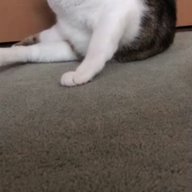 ソファーにおしっこする猫！今朝は？甘えん坊。の画像
