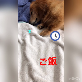 昨夜のデールちゃんと、放射線治療4回目折り返し。の画像