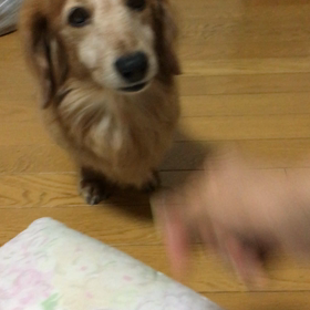 昨夜のピンポン、娘の下血、いつもの2人動画、デール初の絵文字動画の画像