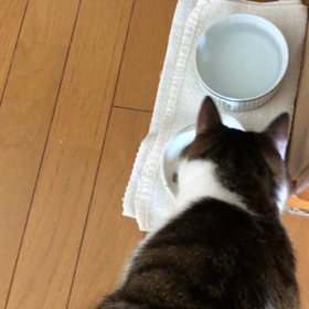 えー…それも嫌いなの？嫌いにゃ！の画像