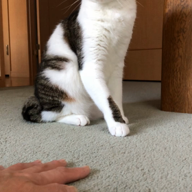 忙しかったひいばあちゃん！またね。令和ちゃん動画！の画像