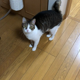 1人を満喫中…デール「爪研ぎしてやったにゃ」の画像