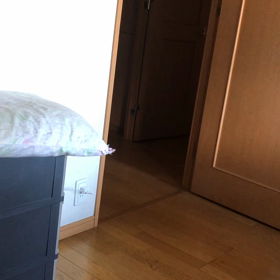 吐いても元気なデールちゃんは…の画像