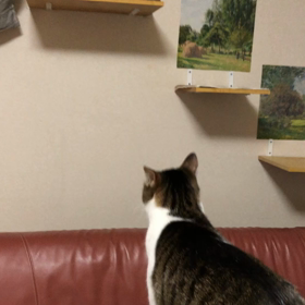 自ら乗ってくれたキャットウォーク！の画像