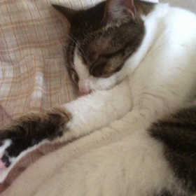 先週の日を思い出しながら…保護猫デールと！の画像