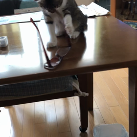 子猫メガネ回し動画！バァバの孫守りはママとは違うんだから…の画像