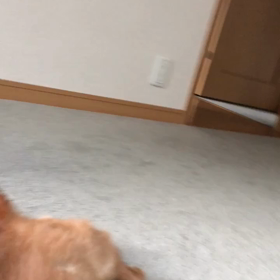 三太郎の日？娘の結果、今朝のチップとデール字幕付きペット動画の画像