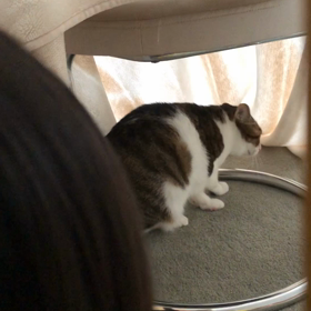 早く出かけてにゃ…(･･;)の画像