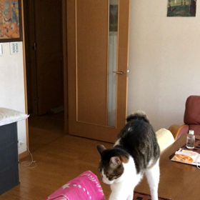 娘からラブコール！コンバットの筋肉痛。今日のデール。の画像