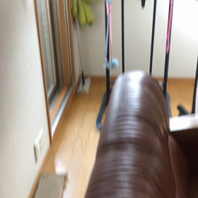 マキタの掃除機と保護猫デールちゃん。の画像