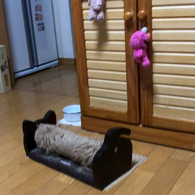猫　術後服を不妊手術前の練習動画が可愛い！の画像