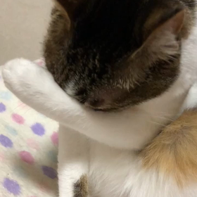 可愛すぎデールとれーわ！れーわ？れいわ？れ⤴️わ、れ⤵️わの画像