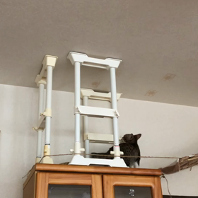 娘にあげた一年前のサボンのトリートメント。先住猫デールと新入りマリーの画像