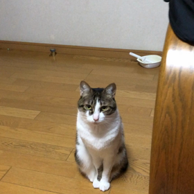 三連休虚しく終わった…？成人式だったんだよね〜猫動画朝から眠いにゃ…の画像