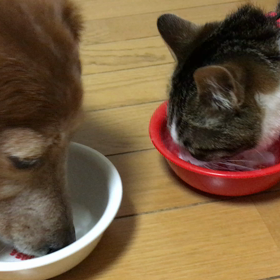 ゴールデンウィーク特別スケジュール  チップデーとデザートの画像