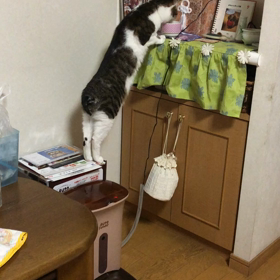 ご先祖や亡くなったペット達にお水をあげる！保護猫デール動画の画像