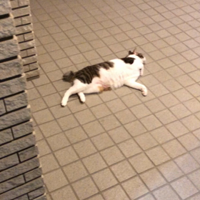 忙しい日は何故重なる？デール やっぱり出てみたいんだよね。の画像