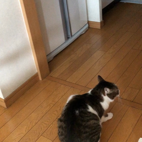 猫デール怒ったら半日以上 おしっこしなくて…の画像