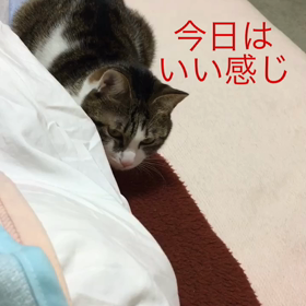 デールちゃん風邪？ あー娘。の画像