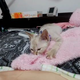 チュッチュは上手ではない笹音ちゃん❤️ねこのしっぽの画像