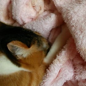 めぐちゃんのちゅぱちゅぱの画像
