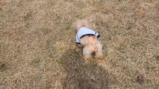 今年も桜見れたねの記事動画