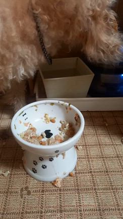もうすぐ19歳になる食いっぷりの記事動画