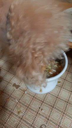 もうすぐ19歳になる食いっぷりの記事動画