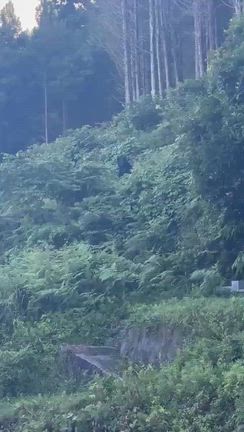 友だちの家の近くに熊が出たの記事動画