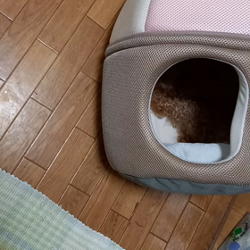 爆睡の画像