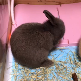 お腹いっぱいの画像