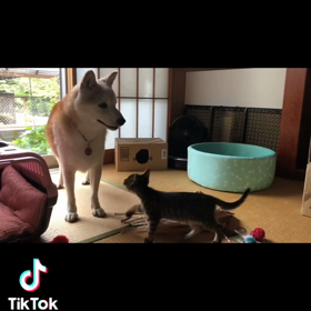 TikTokで遊んでますの画像